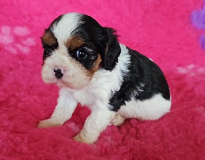 Du murat - Cavalier King Charles Spaniel - Portée née le 12/11/2024