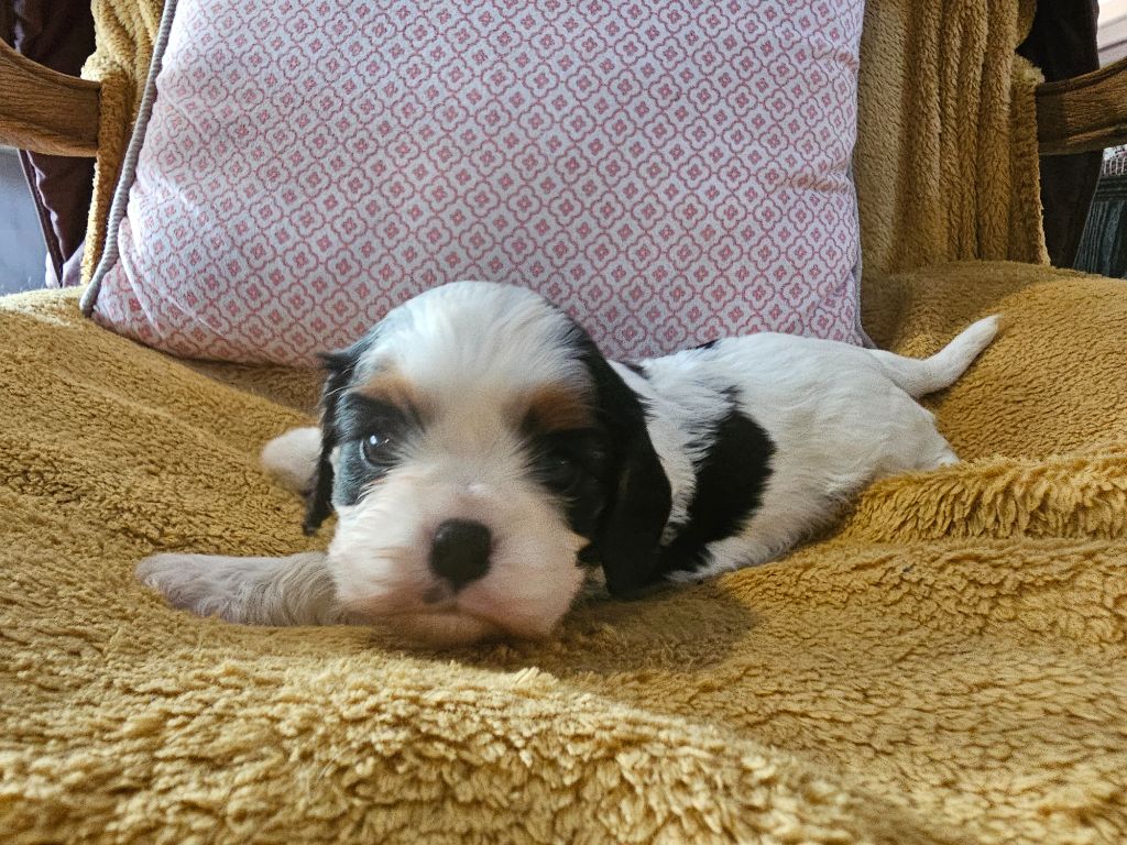 Du murat - Chiot disponible  - Cavalier King Charles Spaniel