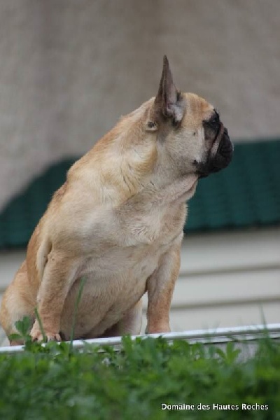 Iosphoria figlia Du murat