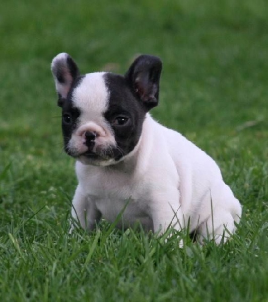 La p'tite minnie Du murat