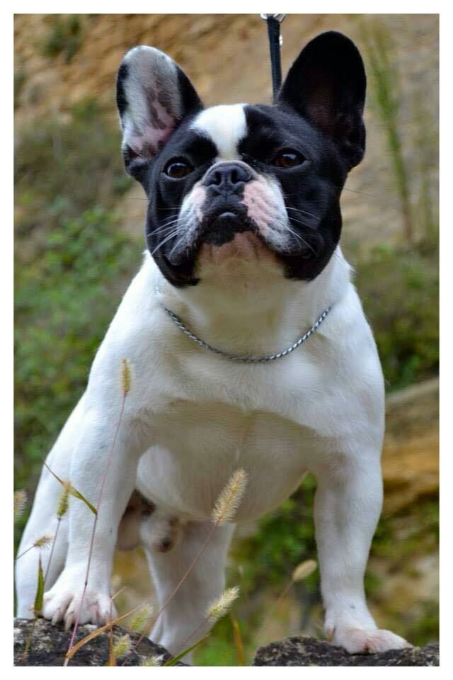 CH. Invictus doug Du murat