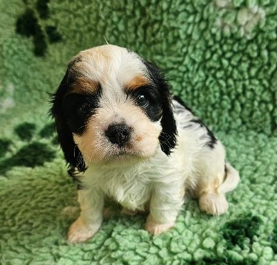 Du murat - Chiots disponibles - Cavalier King Charles Spaniel