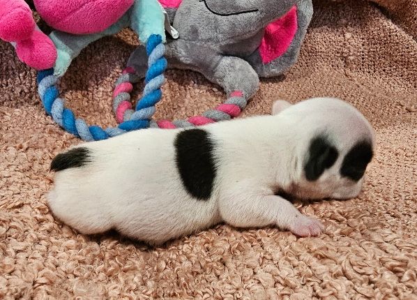 Du murat - Chiots disponibles - Bouledogue français