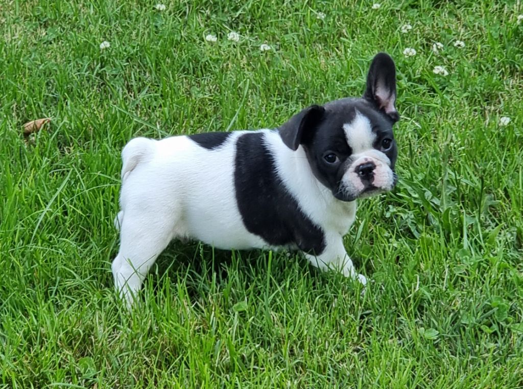 CHIOT