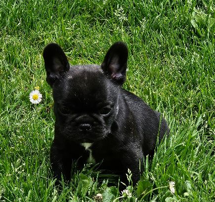 Du murat - Chiots disponibles - Bouledogue français