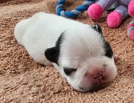 Du murat - Chiots disponibles - Bouledogue français