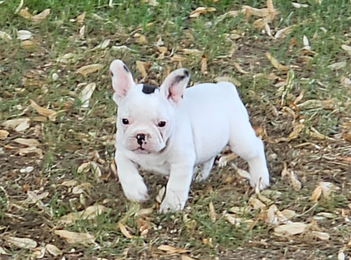 Du murat - Chiots disponibles - Bouledogue français
