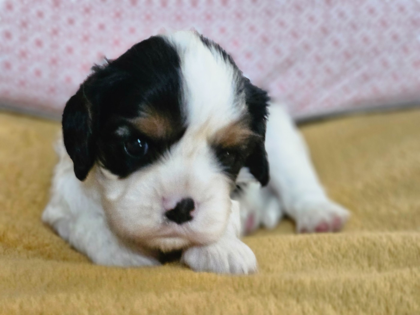 Du murat - Chiots disponibles - Cavalier King Charles Spaniel