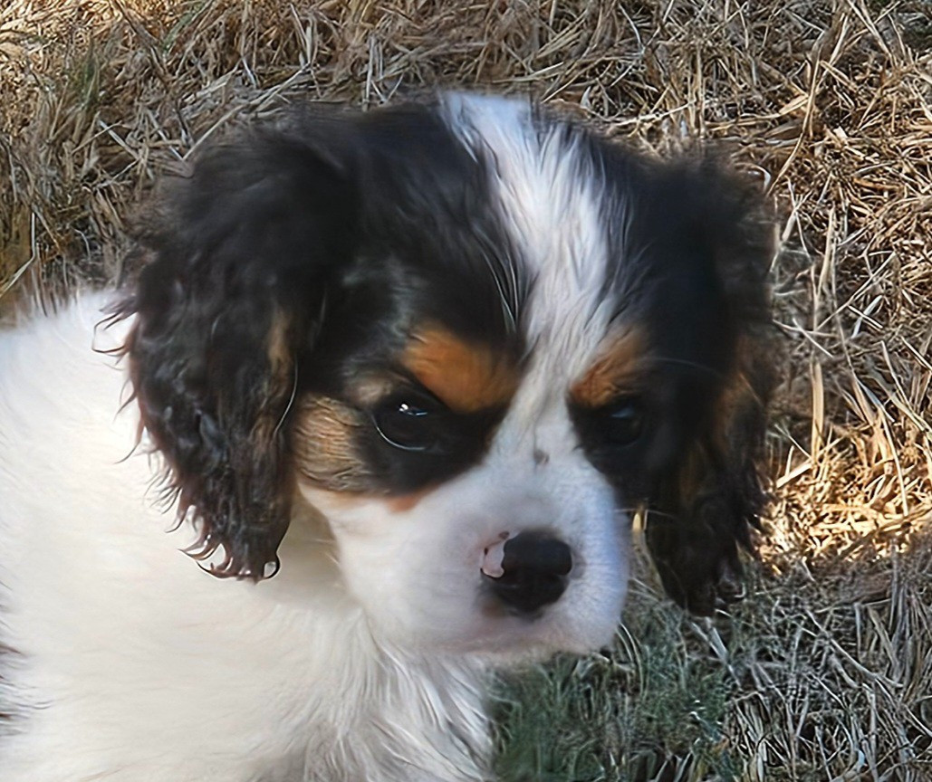Du murat - Chiots disponibles - Cavalier King Charles Spaniel