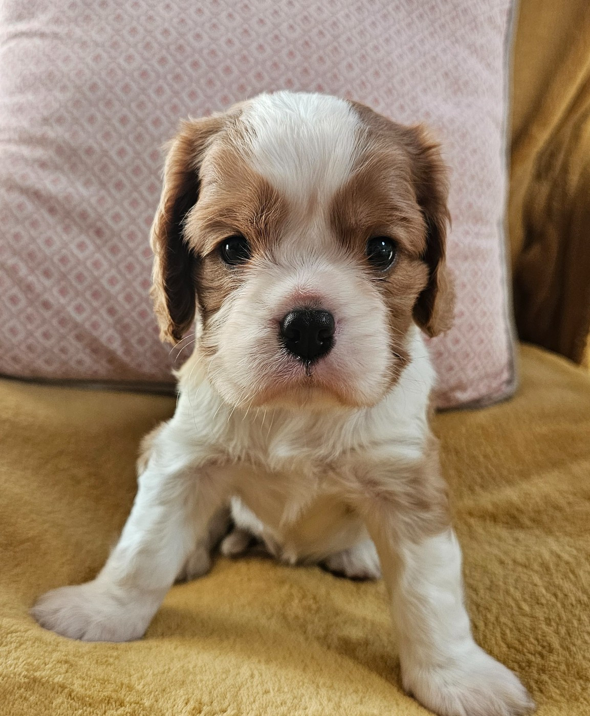 Du murat - Chiots disponibles - Cavalier King Charles Spaniel