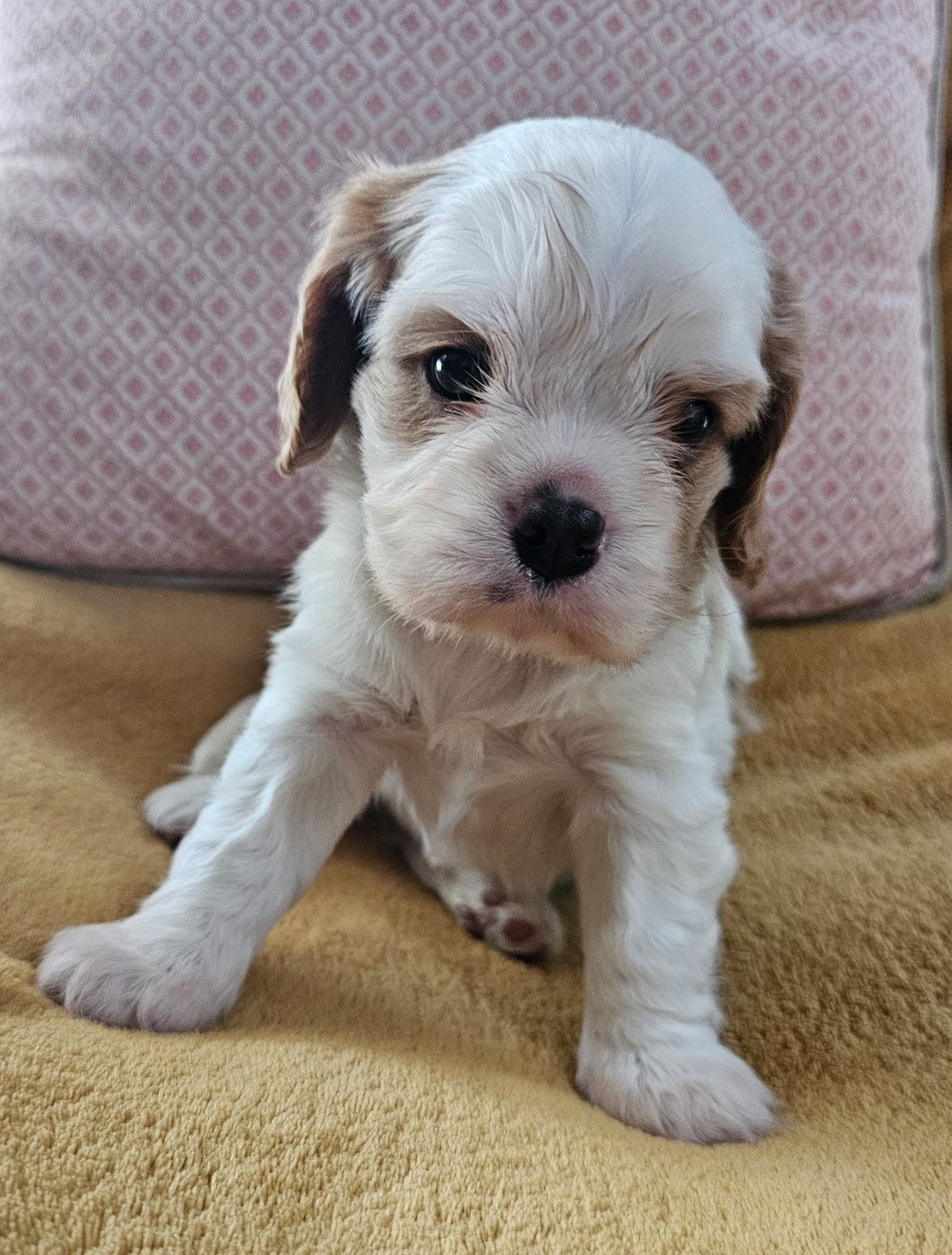 Du murat - Chiots disponibles - Cavalier King Charles Spaniel