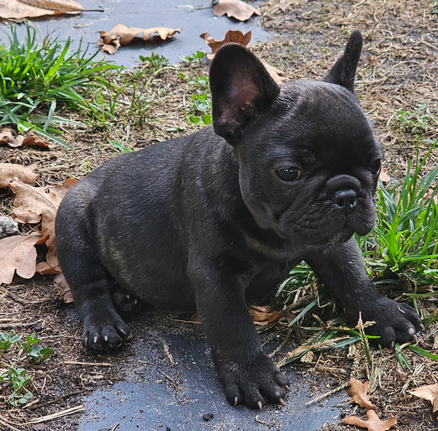 Du murat - Chiots disponibles - Bouledogue français