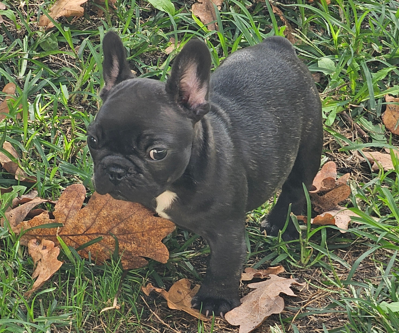 Du murat - Chiots disponibles - Bouledogue français