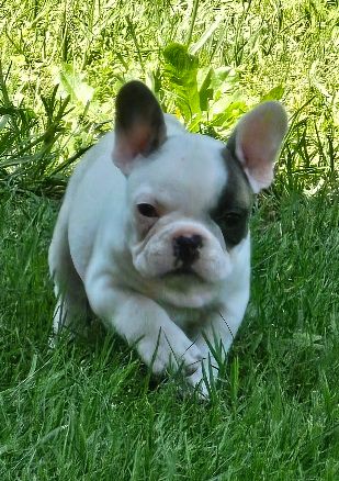Du murat - Chiots disponibles - Bouledogue français