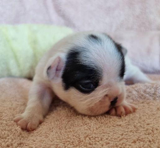 CHIOT