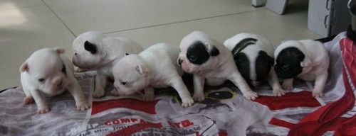 Chiot Bouledogue français Du murat