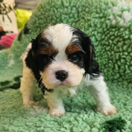 Du murat - Chiots disponibles - Cavalier King Charles Spaniel