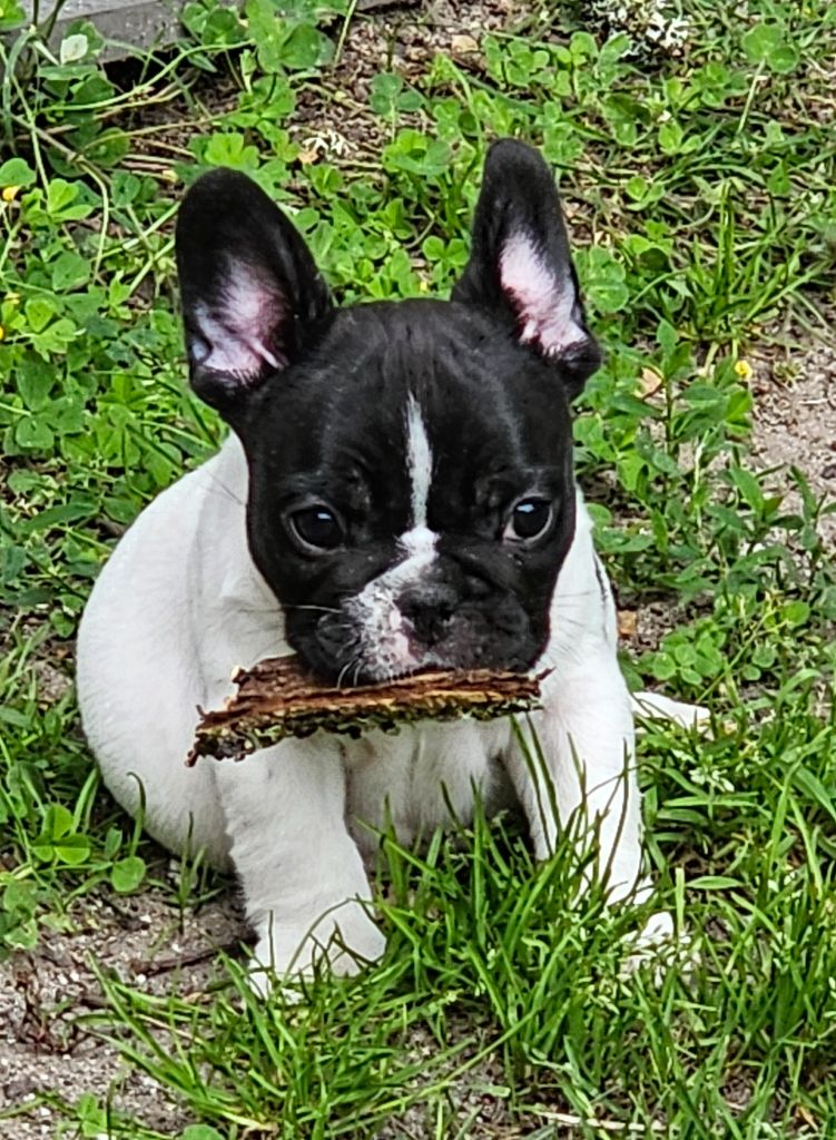 Du murat - Chiots disponibles - Bouledogue français