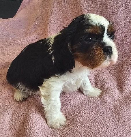Du murat - Chiots disponibles - Cavalier King Charles Spaniel