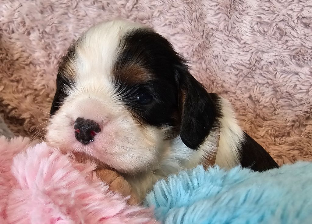 Du murat - Chiots disponibles - Cavalier King Charles Spaniel