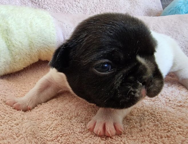 CHIOT