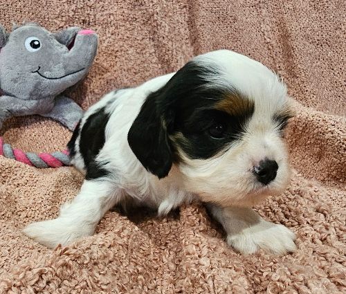 Du murat - Chiots disponibles - Cavalier King Charles Spaniel