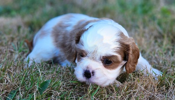 Du murat - Chiots disponibles - Cavalier King Charles Spaniel