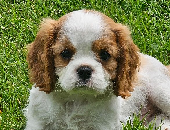 Du murat - Chiots disponibles - Cavalier King Charles Spaniel