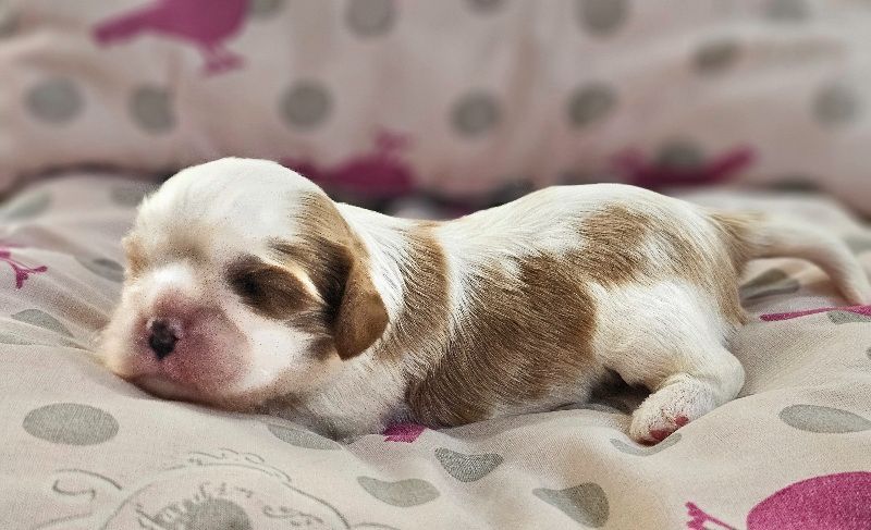 Du murat - Chiots disponibles - Cavalier King Charles Spaniel