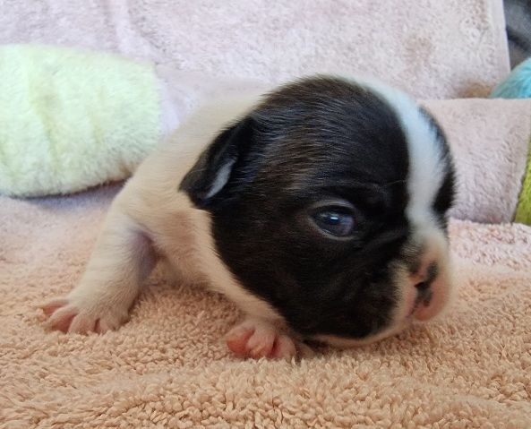 CHIOT
