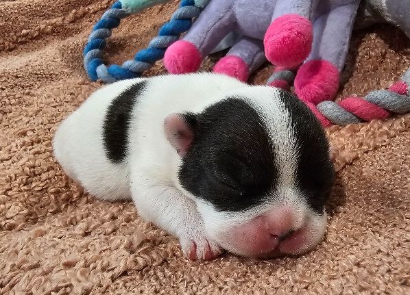 Du murat - Chiots disponibles - Bouledogue français