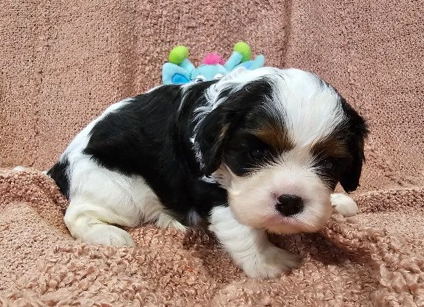 Du murat - Chiots disponibles - Cavalier King Charles Spaniel