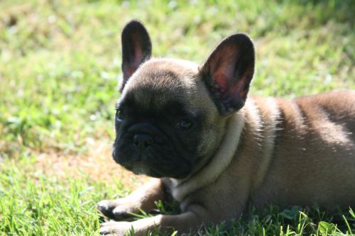 CHIOT
