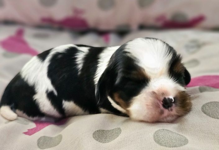 Du murat - Chiots disponibles - Cavalier King Charles Spaniel