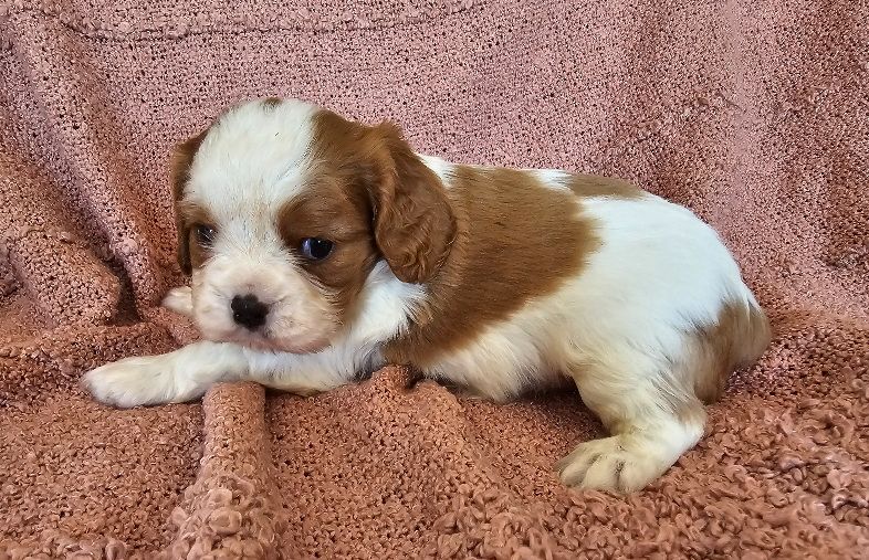 Du murat - Chiots disponibles - Cavalier King Charles Spaniel