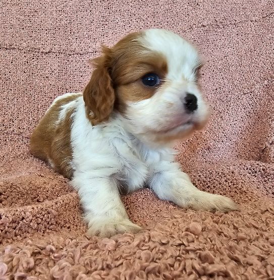 Du murat - Chiots disponibles - Cavalier King Charles Spaniel