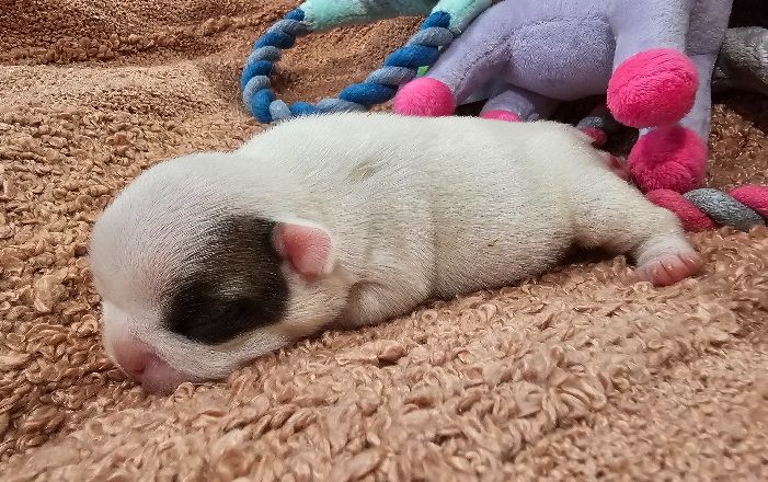Du murat - Chiots disponibles - Bouledogue français
