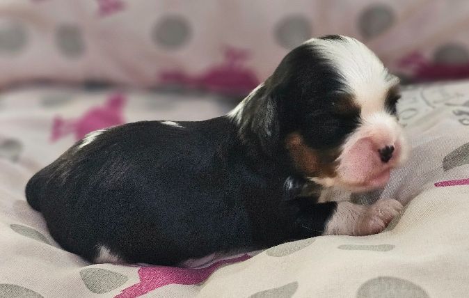 Du murat - Chiots disponibles - Cavalier King Charles Spaniel