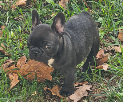 CHIOT 6
