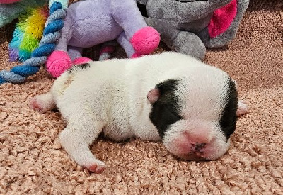 CHIOT