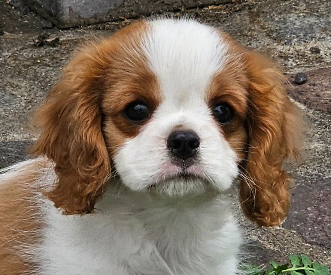Du murat - Chiots disponibles - Cavalier King Charles Spaniel