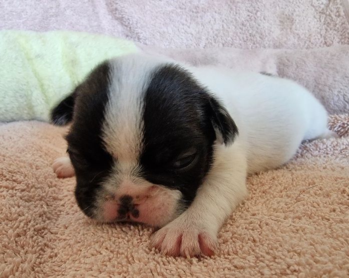 CHIOT