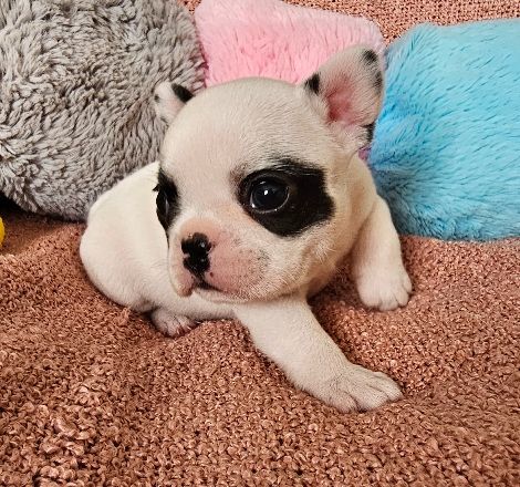 Du murat - Chiots disponibles - Bouledogue français