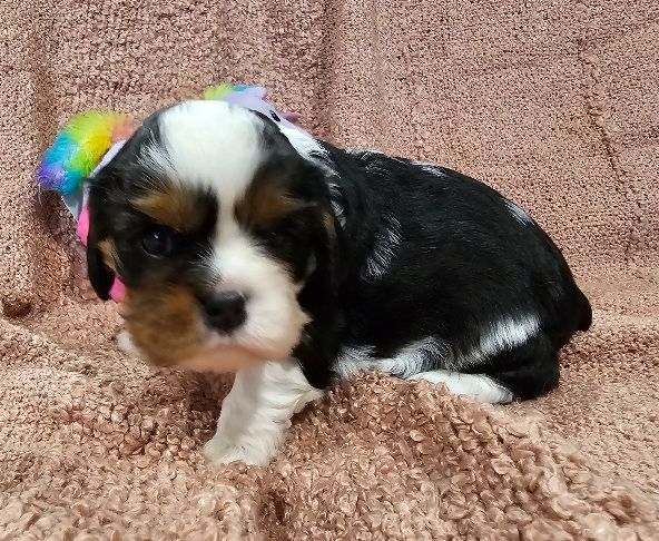 Du murat - Chiots disponibles - Cavalier King Charles Spaniel