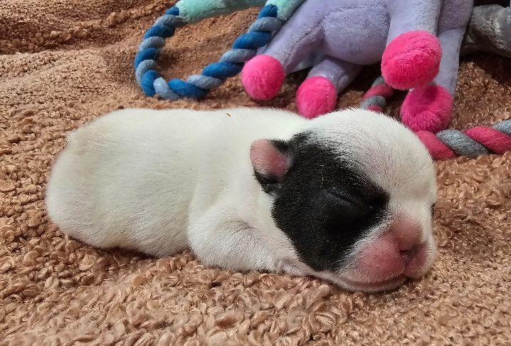 Du murat - Chiots disponibles - Bouledogue français