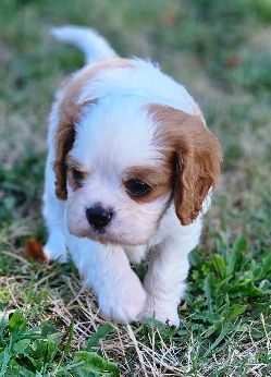 Du murat - Chiots disponibles - Cavalier King Charles Spaniel