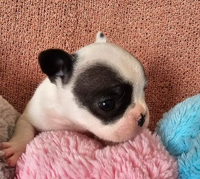 Du murat - Chiots disponibles - Bouledogue français