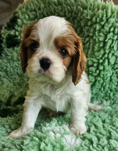 Du murat - Chiots disponibles - Cavalier King Charles Spaniel
