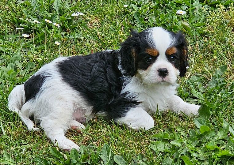 Du murat - Chiots disponibles - Cavalier King Charles Spaniel
